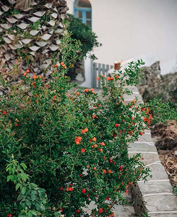 Yiayia's home στη Σίφνο